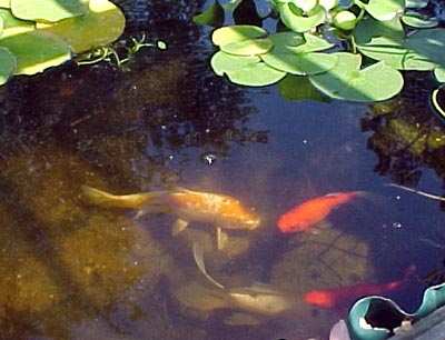 Koi and goldfish.