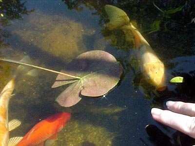 Koi and goldfish.