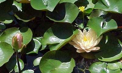 Water lily Florida Sunset