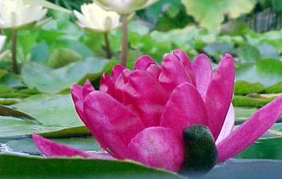 Water lily Perry's Baby Red