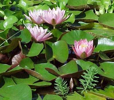 Pink water lily