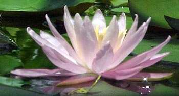 Pink water lily.