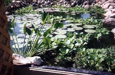 This is a closer shot taken from just to the side of the arbor.  At the bottom you can see the retaining wall and the rubber liner that lines the whole pond.