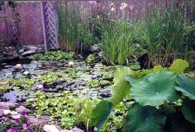 Pink Hardy Water Lily