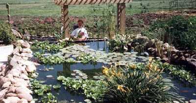 The following year we enlarged the water garden to what you see here.  The far end is built-up with a wall and a ramp leads down to it.  You can just see the ramp at the far left.  We also added the arbor.  You can see water lilies, water hyacinths, water lettuce, and cattails in this picture.  There are also a couple goldfish visible.  And that is me under the arbor!