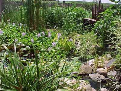 Pond and stream.