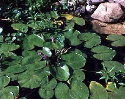 Here is a close-up of my first water lily.  It was sold to me as a hardy yellow lily, but turned out to be a tropical purple!!  This picture was taken in the afternoon after the flowers had closed up.  Unfortunately, we were only able to over winter this lily in our basement once, so I no longer have it.