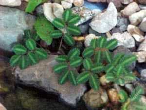 Sensitive plant.