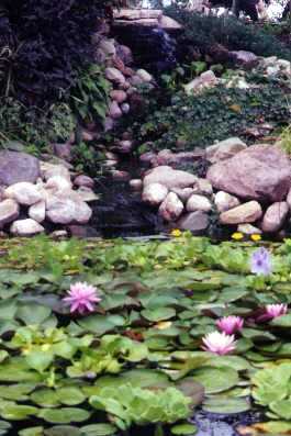 Pond and Waterfall