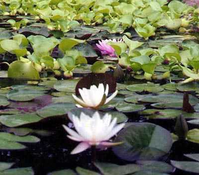 White Water Lily