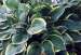Hosta fortunei Aureo Marginata