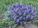 grape hyacinths