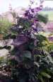 Hyacinth bean vine