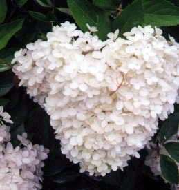 Pee Gee Hydrangea