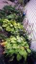 Hosta bed