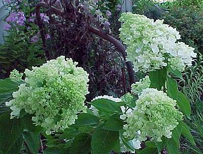 Pee Gee Hydrangea