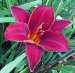 Red Day Lily