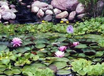 Water lettuce among water lilies