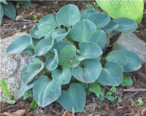 2008 Hosta of the Year
Hosta 'Blue Mouse Ears'