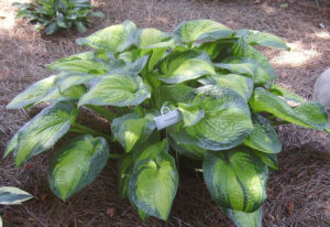 2007 Hosta of the Year - Hosta 'Paradigm'