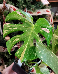 Monstera 'Thai Constellation'
