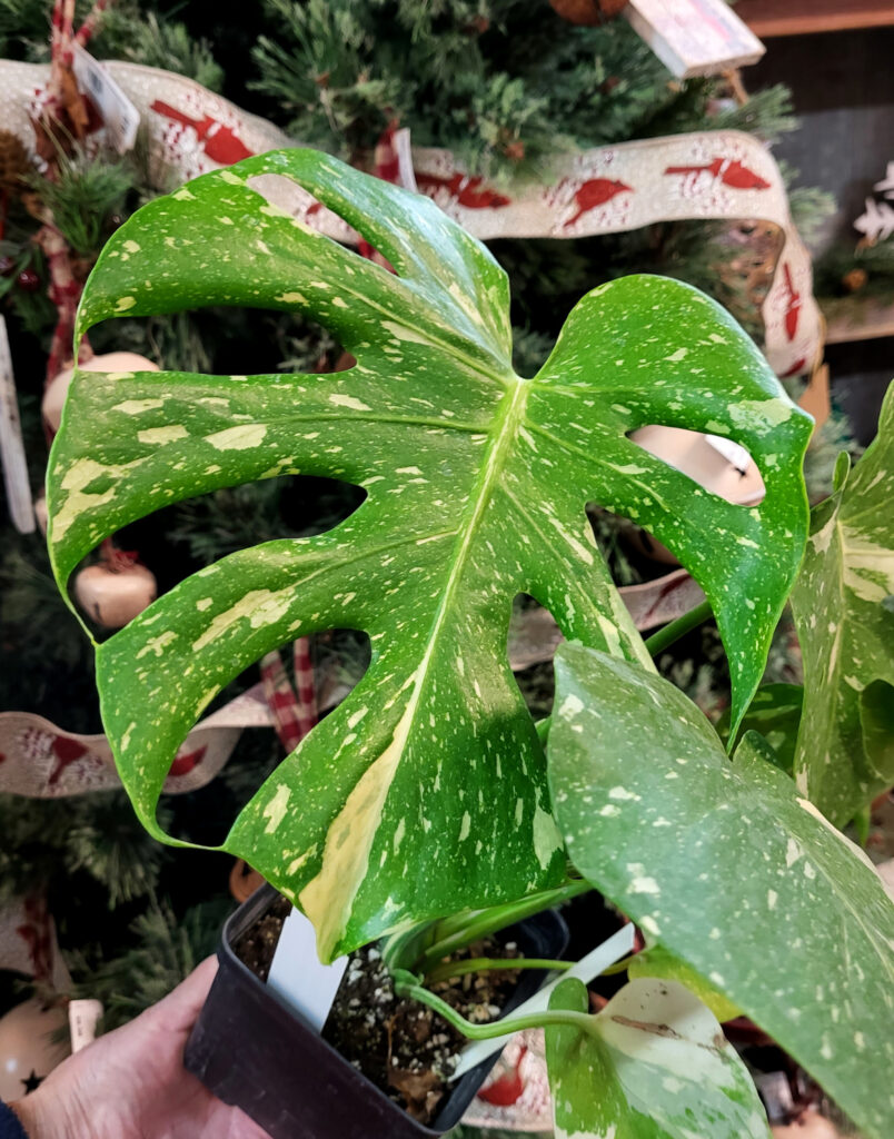 Monstera 'Thai Constellation'