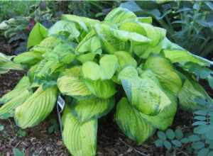 Hosta 'Stained Glass' - 2006 Hosta of the Year