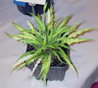 Hosta 'Pineapple Upside Down Cake' seedling (before being named Hosta 'Curly Fries')