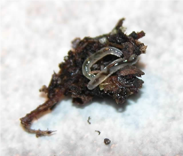 Fungus gnat larvae
Courtesy Jim Roach