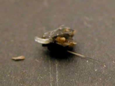 Fungus gnat larvae feeding on a Hosta seed.
Courtesy Jim Roach