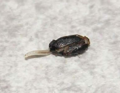 Fungus gnat larvae feeding on a Hosta seed.
Courtesy Jim Roach