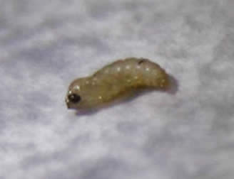 Fungus gnat pupa
Courtesy Jim Roach