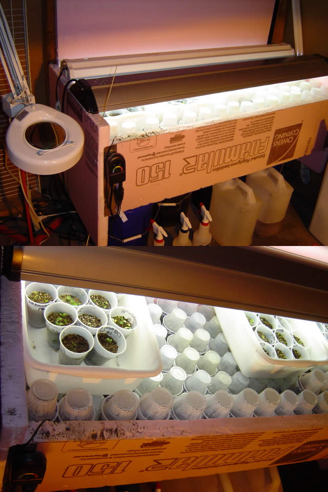 Germination chamber constructed of rigid polystyrene insulation sheets with a heat mat in the bottom.
Courtesy Jeff White