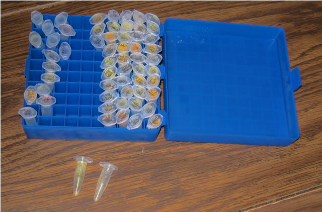 Frozen pollen stored in microcentrifuge tubes.