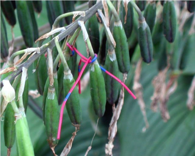 A seed pod marked with a colored wire.