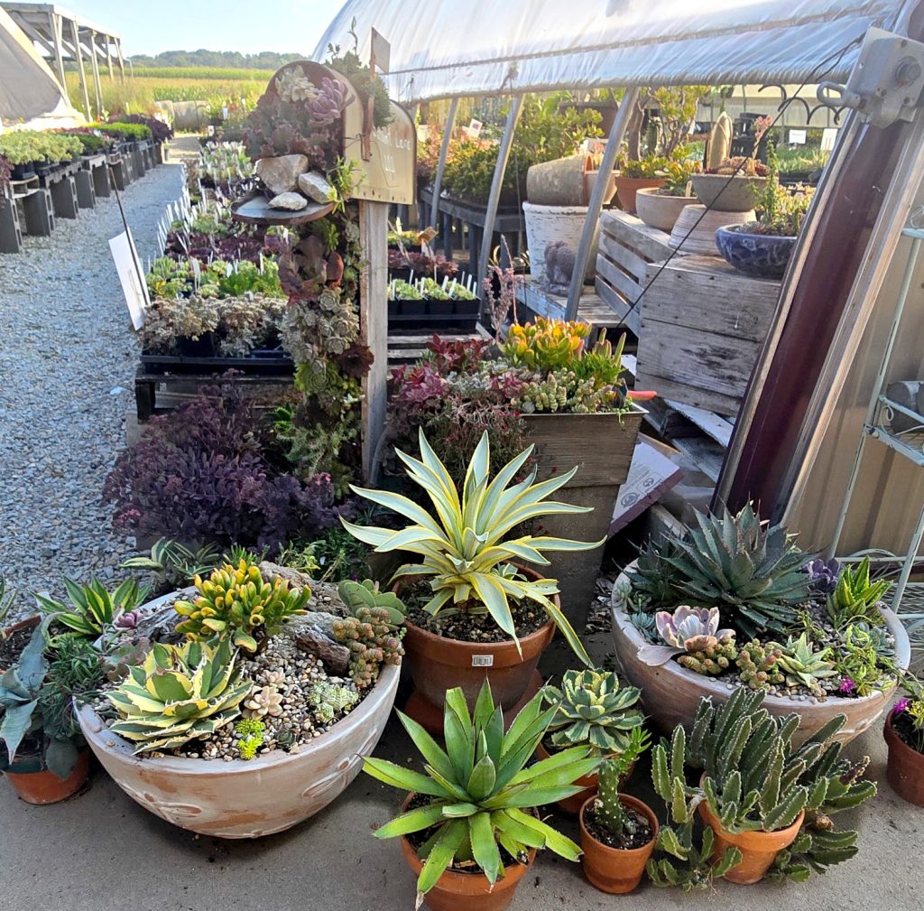 Succulent display